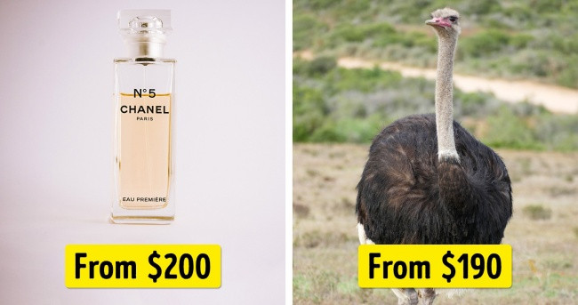 Một chai nước hoa Chanel No. 5 = Một con đà điểu