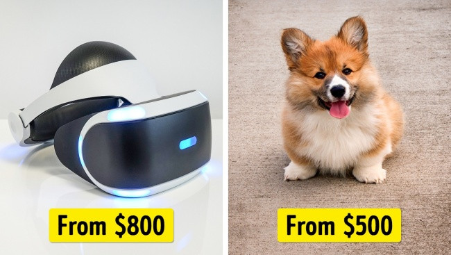 Một PlayStation VR = Một con chó Corgi xứ Wales