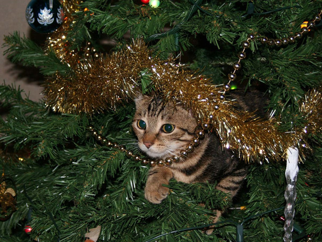 Không dùng đèn flash