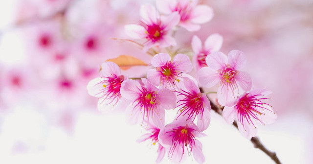 ảnh nền hoa tết