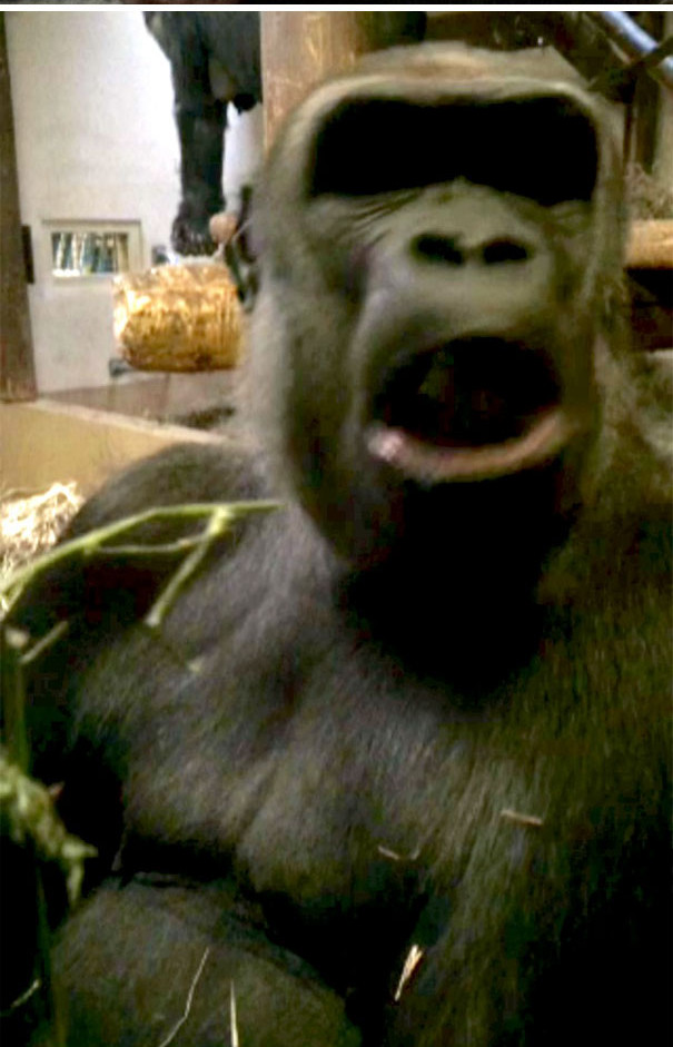 Khỉ thể hiện cảm xúc