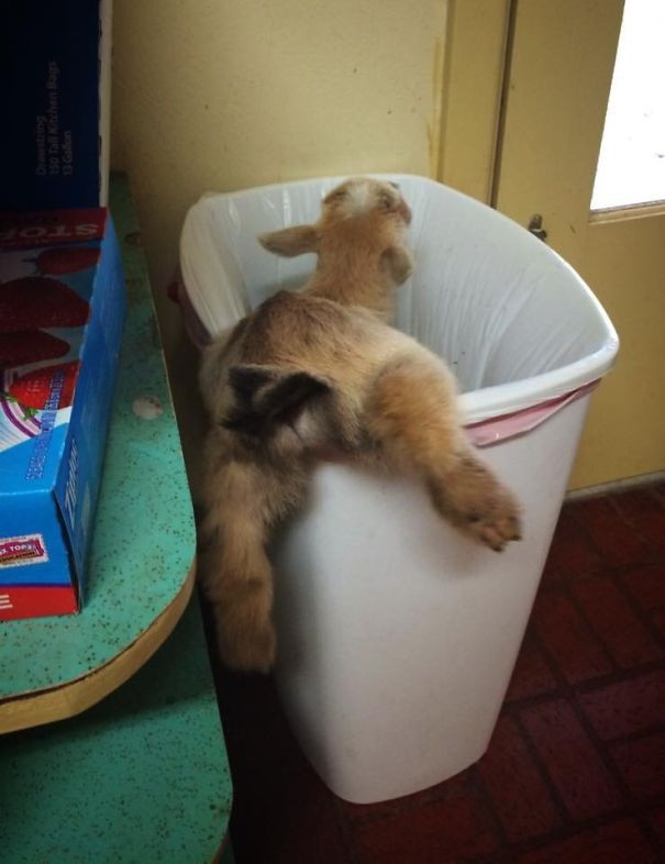 Con dê bị mắc kẹt trong thùng rác nhà tôi!