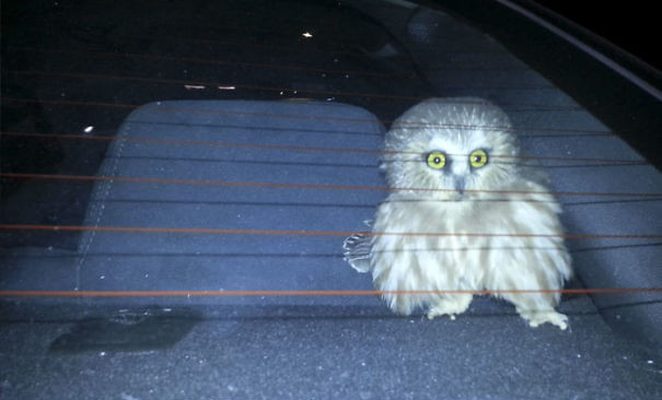 "Nó đã bay vào xe trong khi tôi di chuyển ở Las Vegas."