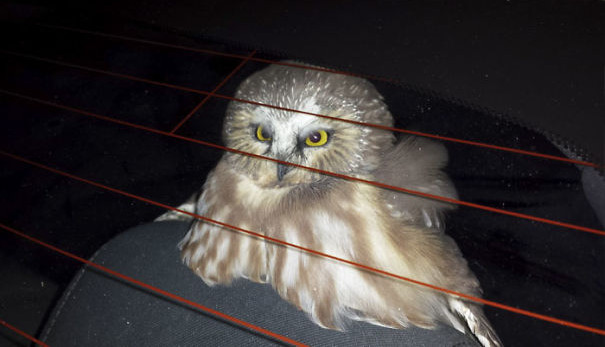 Di chuyển ở Las Vegas