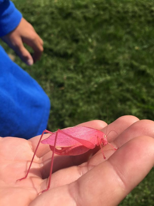 Châu chấu màu hường.