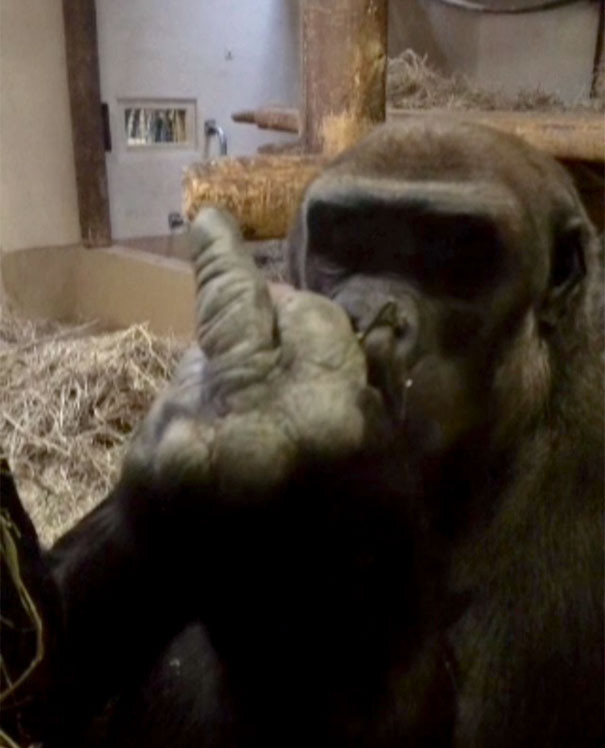 Chả hiểu nó có biết ý nghĩa khi giơ ngón tay đó lên hay không?