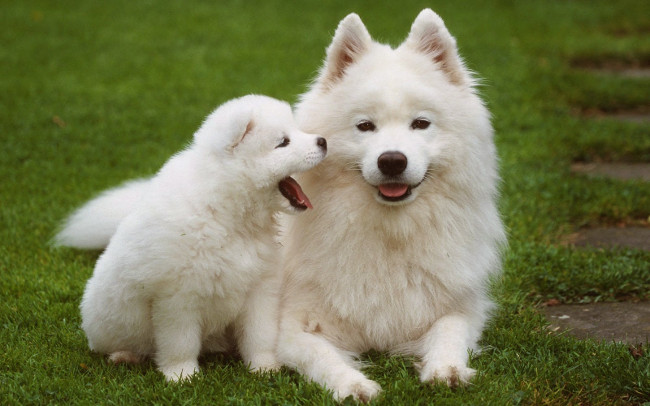 Bộ Hình Nền Những Chú Chó đáng Yêu Cho Máy Tính  Pinterest