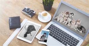 Bộ hình nền những chú chó đáng yêu cho máy tính