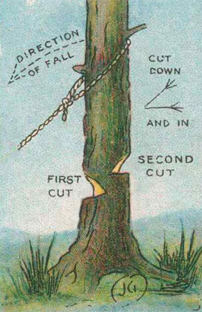 Mẹo chặt cây nhanh