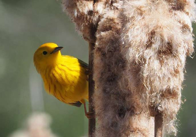 Chim đang thích nghi với biến đổi khí hậu nhờ gen di truyền
