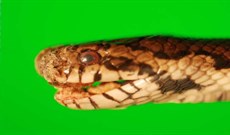 Nghiên cứu cảnh báo bệnh nấm rắn có thể là một mối đe dọa toàn cầu