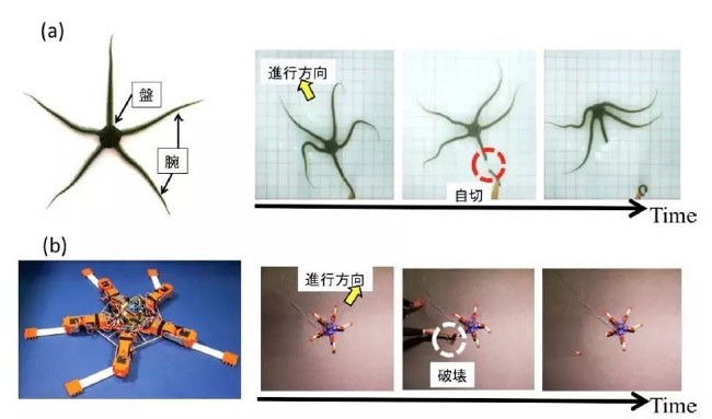 Sao biển tạo cảm hứng cho thế hệ robot mới có thể thích ứng với những tổn thương vật lý