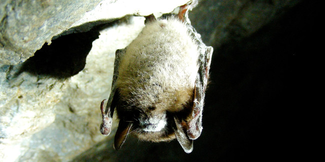 Tia UV có thể cứu loài dơi khỏi bệnh nấm nguy hiểm