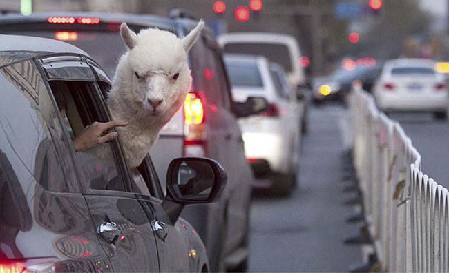 Bộ ảnh siêu “bựa” sẽ khiến bạn khâm phục khả năng Photoshop của con người 5