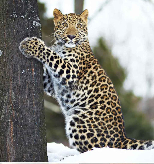 Bộ ảnh siêu “bựa” sẽ khiến bạn khâm phục khả năng Photoshop của con người 7