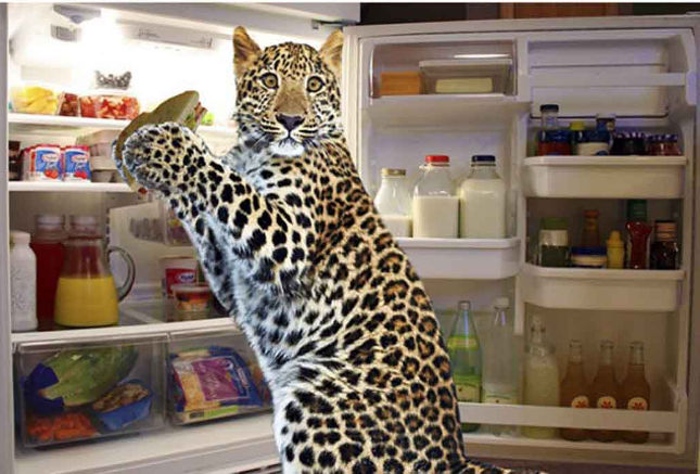 Bộ ảnh siêu “bựa” sẽ khiến bạn khâm phục khả năng Photoshop của con người 8