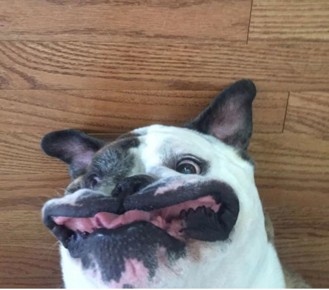 Bộ ảnh siêu “bựa” sẽ khiến bạn khâm phục khả năng Photoshop của con người 11