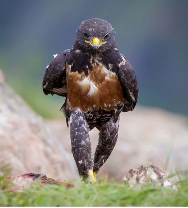 Chú chim đại bàng