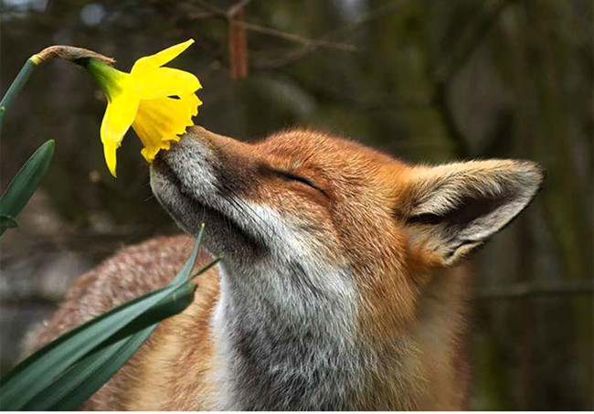 Bộ ảnh siêu “bựa” sẽ khiến bạn khâm phục khả năng Photoshop của con người 3