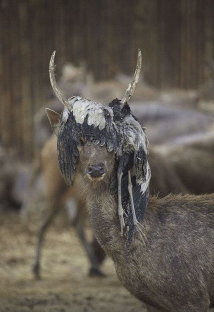 Chú nai này đang mang bộ tóc “chim chết”