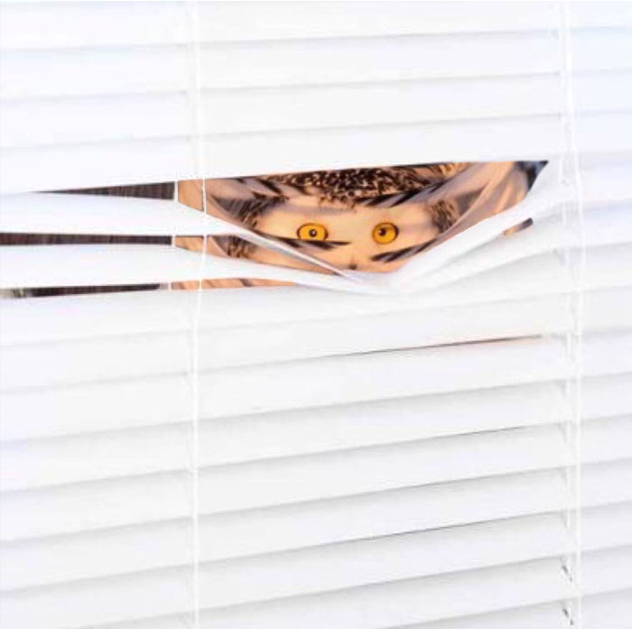 Cú trắng - Snowy Owl.