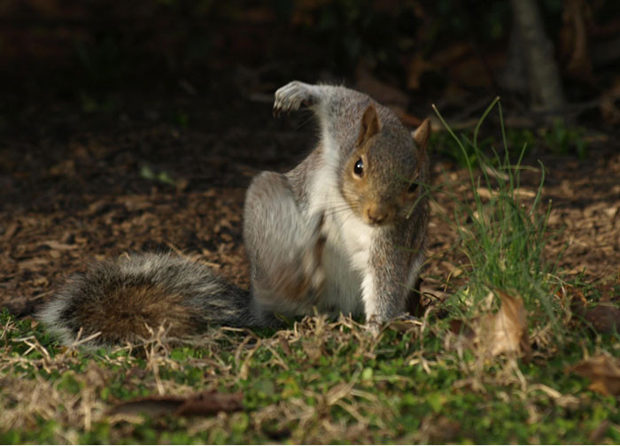 Chú sóc nâu sở hữu tư thế siêu ngầu