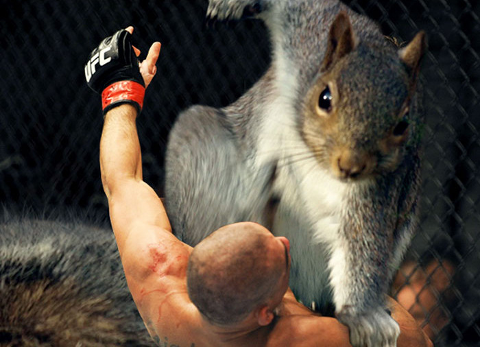 Chú sóc nâu sở hữu tư thế siêu ngầu này đã khơi mào cho một cuộc chiến không khoan nhượng mới giữa các cao thủ chế ảnh bằng Photoshop.