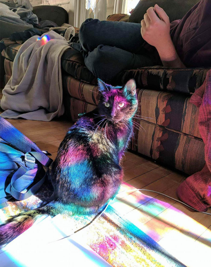 Chú mèo có bộ lông biến màu