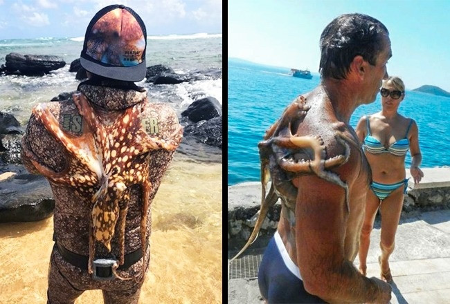 Hy vọng ngày nào đó bạn sẽ tìm thấy một người ôm bạn thật chặt và không bao giờ để bạn rời xa... giống như con bạch tuộc đang ôm những người bạn mới của họ.