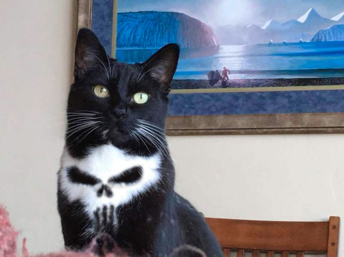 Chú mèo có bộ lông đầu lâu xương sọ trước ngực