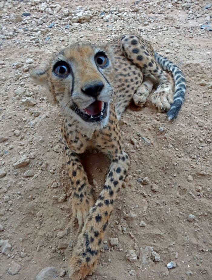 Báo đốm vui vẻ