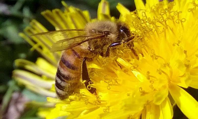 Thuốc trừ sâu làm tổn hại tới cuộc sống loài ong mật