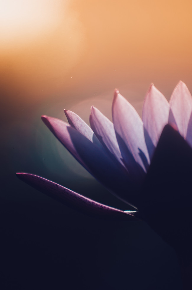 Hình nền chất lượng cao cho điện thoại  5