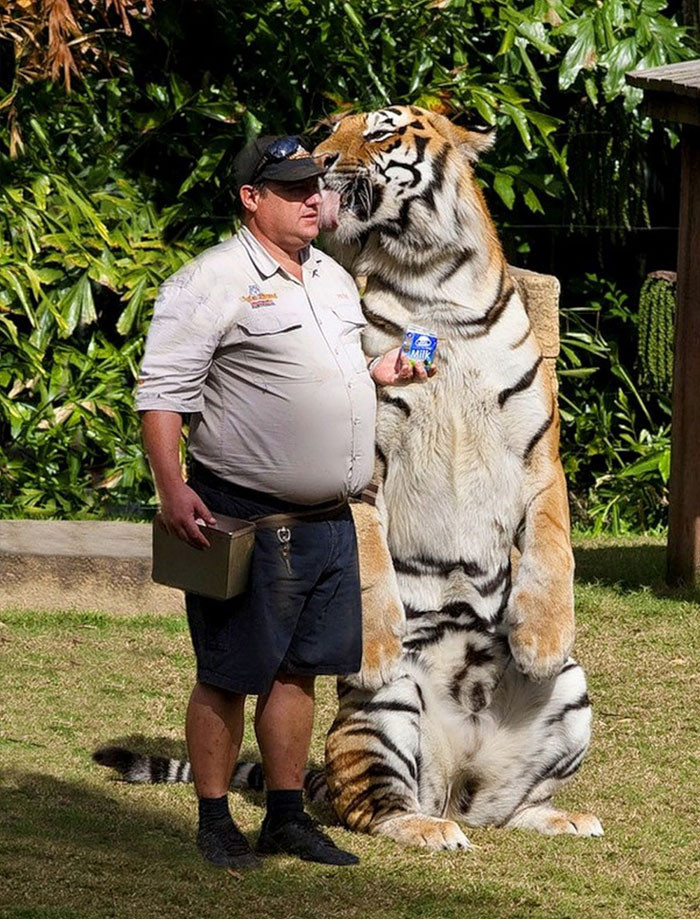 Chú hổ đói đến mức liếm mặt người đàn ông đang cầm sữa chăng?