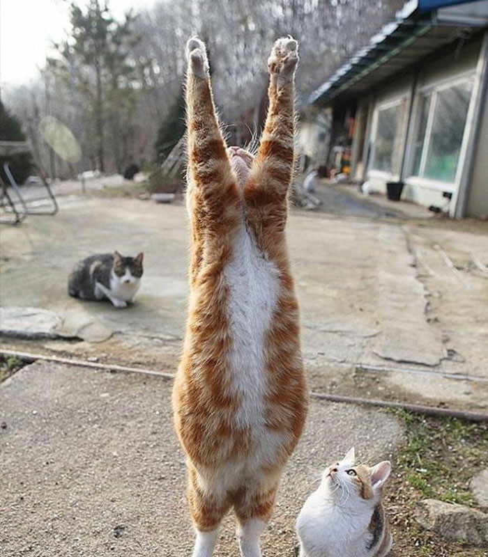 Tập thể dục buổi sáng nào!