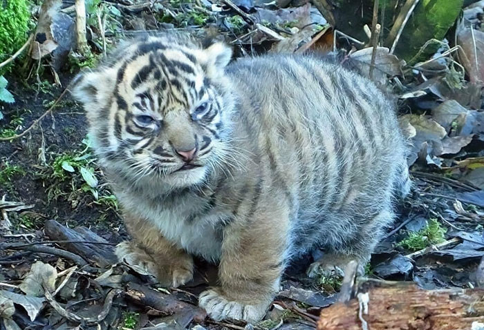 Từ một chú hổ con biến thành một chú hổ khổng lồ luôn!