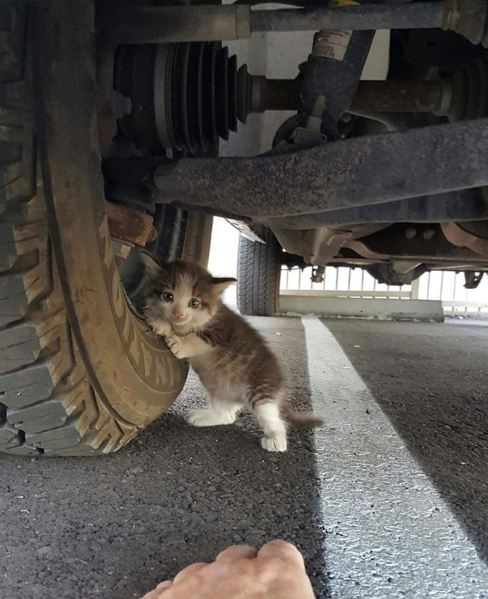 Mèo con đang cố gắng luồn qua lốp xe!