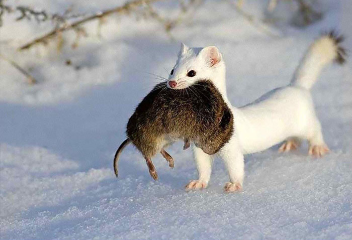 Chồn ecmin cùng con mồi.