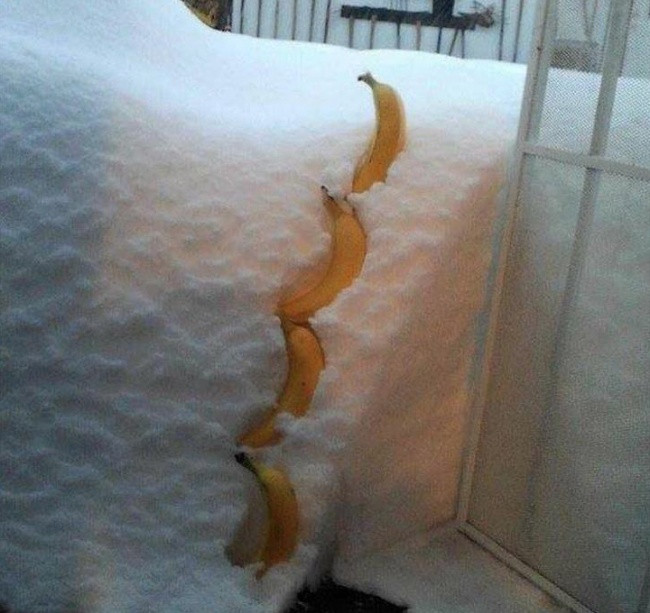 Dùng chuối để đo độ sâu của tuyết mới bá đạo chứ!