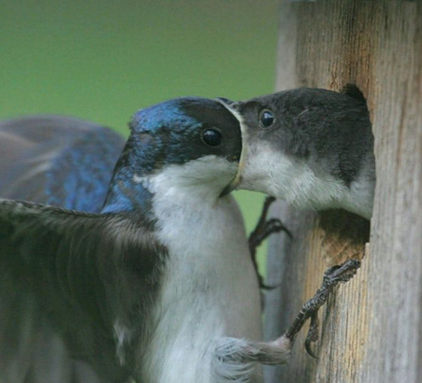 Nụ hôn nồng thắm