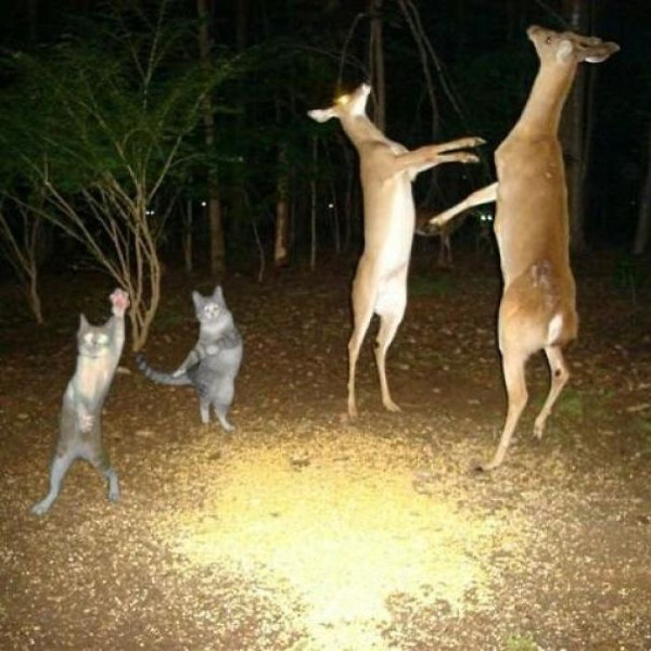 Vũ điệu hoang dã