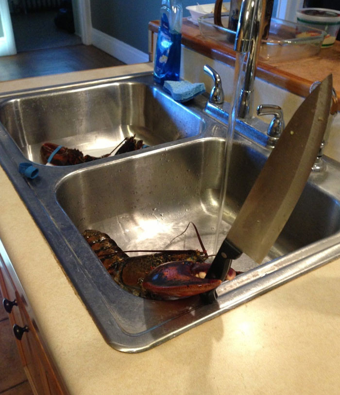 Bạn có thấy chú tôm trong bồn rửa đang cầm dao hay không?