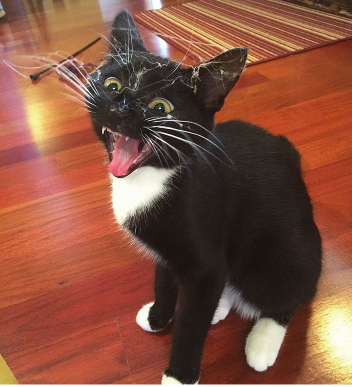 Con mèo sau khi chui vào gầm bàn chăng đầy mạng nhện.