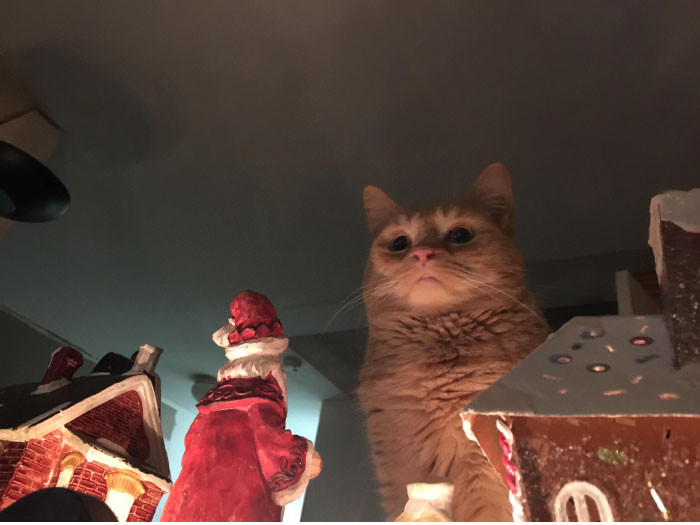 Mèo đang chiêm ngưỡng đồ trang trí Giáng sinh.