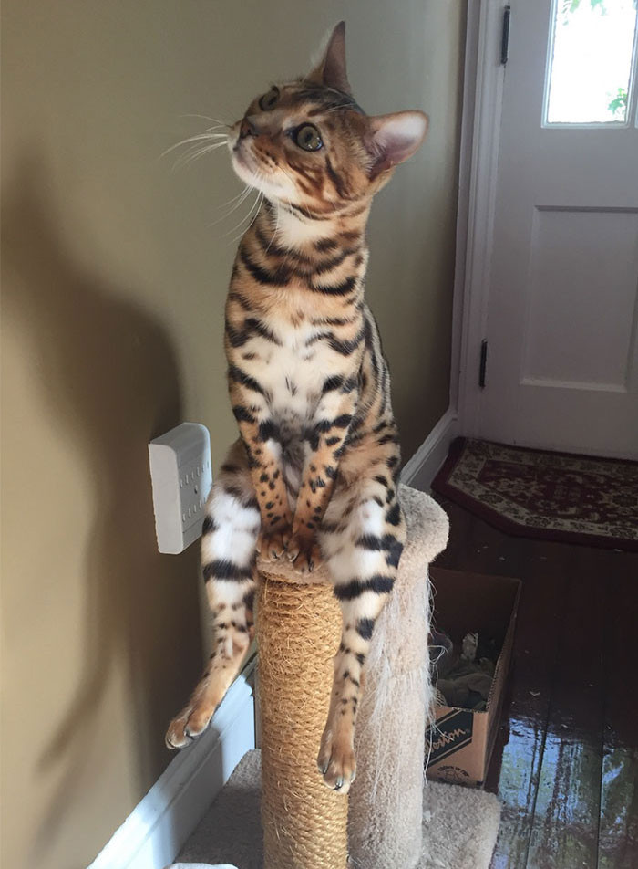 Đây chắc là ghế dành riêng cho boss mèo.