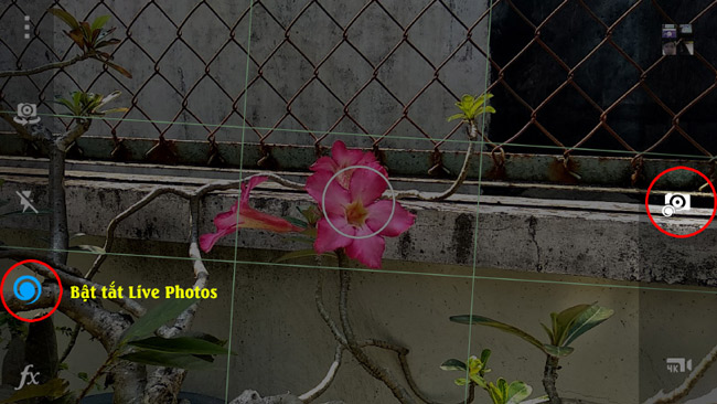 Bật, tắt Live Photos chọn biểu tượng vòng xoáy.