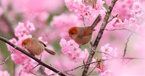 30 bài thơ về mùa xuân hay để chúc mừng năm mới Giáp Thìn 2024