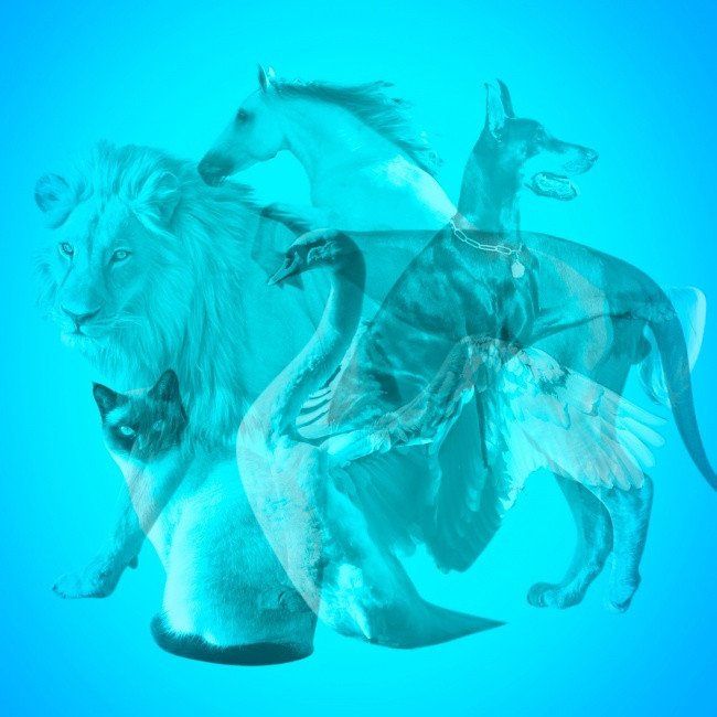 Bạn nhìn thấy loài vật nào đầu tiên?