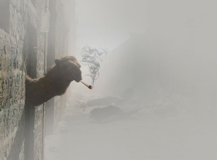 Lạc đà sau trận công kích