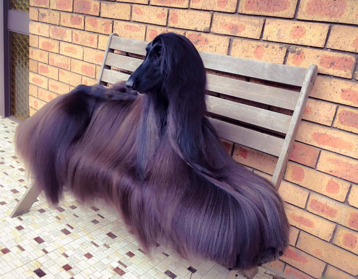 Giống chó săn Afghan (Afghan Hound).
